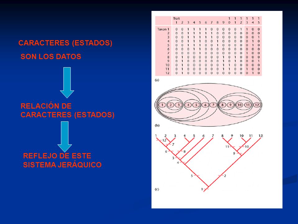 CARACTERES (ESTADOS) SON LOS DATOS.