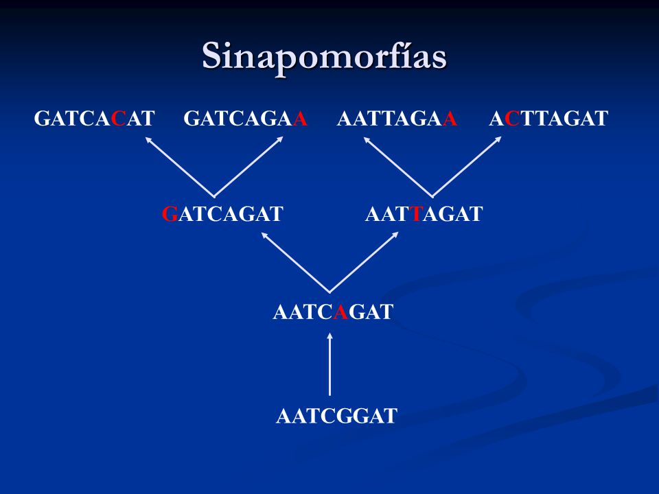 Sinapomorfías GATCACAT GATCAGAA AATTAGAA ACTTAGAT GATCAGAT AATTAGAT