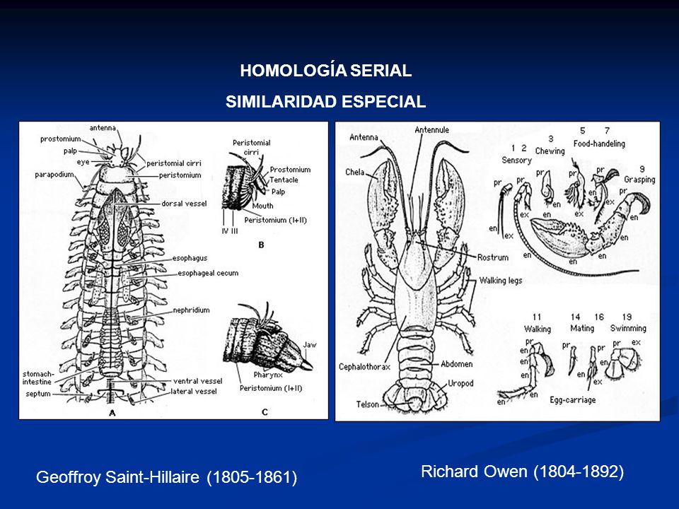 HOMOLOGÍA SERIAL SIMILARIDAD ESPECIAL Richard Owen ( ) Geoffroy Saint-Hillaire ( )