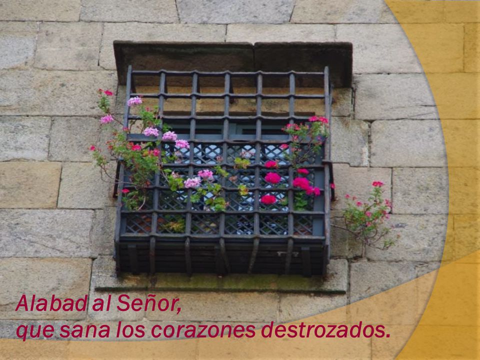 Alabad al Señor, que sana los corazones destrozados.