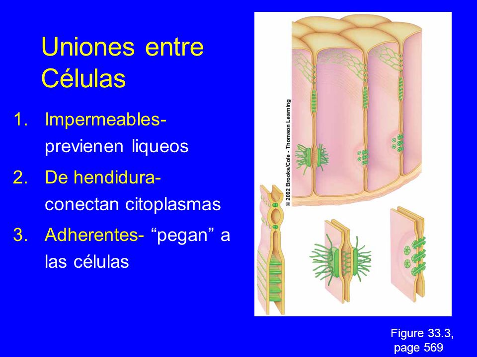 Uniones entre Células Impermeables- previenen liqueos