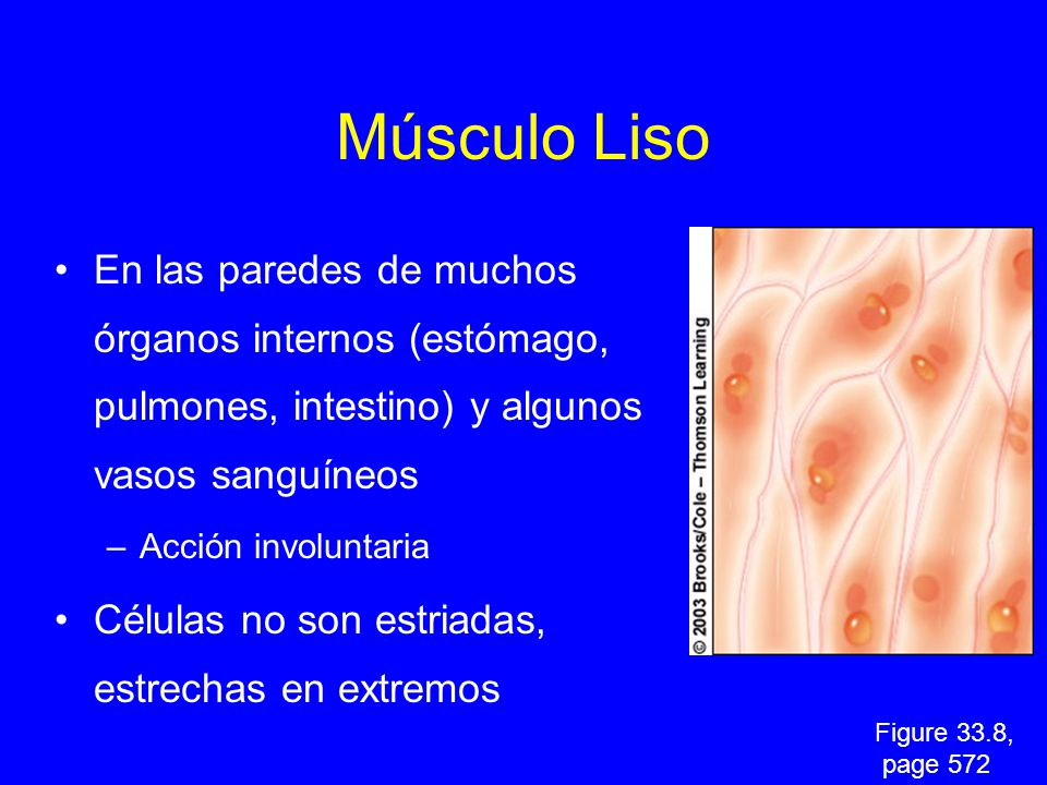 Músculo Liso En las paredes de muchos órganos internos (estómago, pulmones, intestino) y algunos vasos sanguíneos.