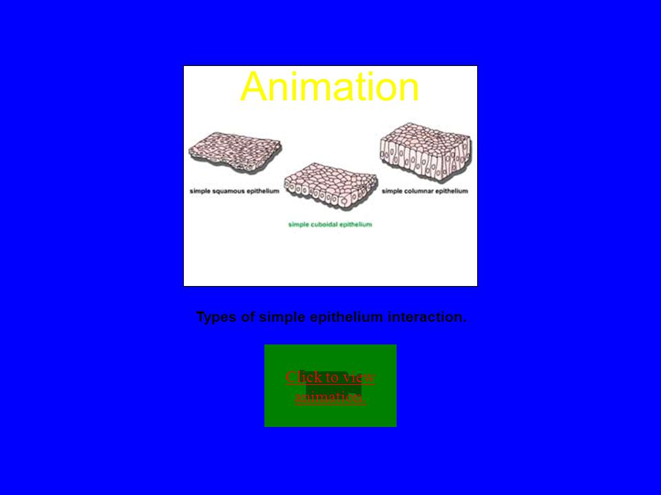 Types of simple epithelium interaction.
