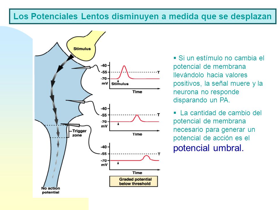 Los Potenciales Lentos disminuyen a medida que se desplazan