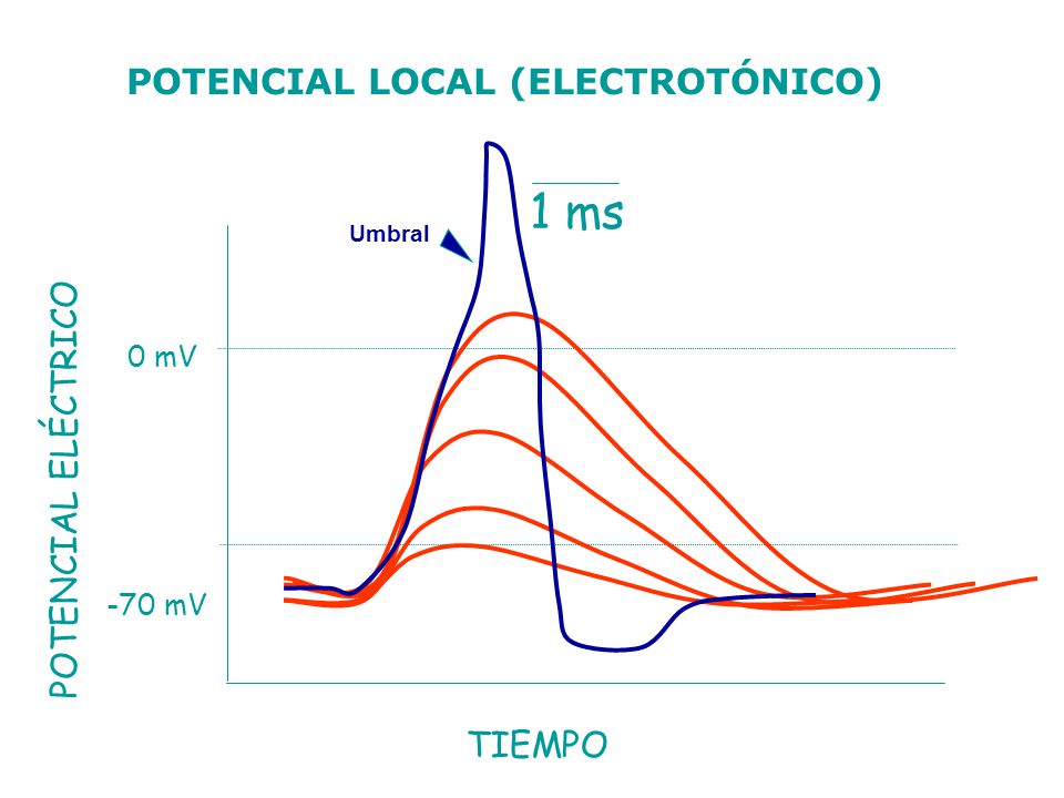 1 ms POTENCIAL LOCAL (ELECTROTÓNICO) POTENCIAL ELÉCTRICO TIEMPO 0 mV