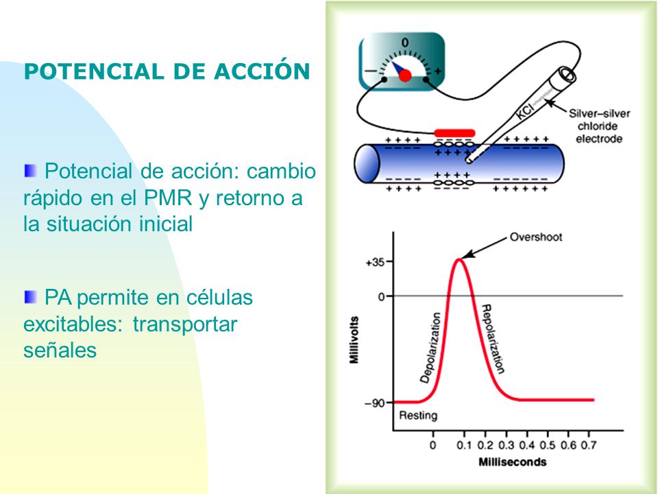 POTENCIAL DE ACCIÓN Potencial de acción: cambio rápido en el PMR y retorno a la situación inicial. PA permite en células.