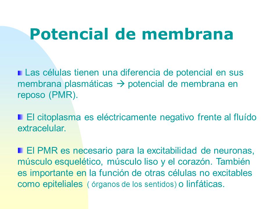 Potencial de membrana Las células tienen una diferencia de potencial en sus membrana plasmáticas  potencial de membrana en reposo (PMR).