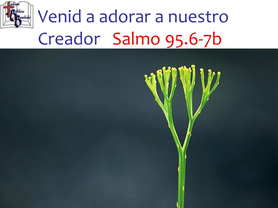 Venid a adorar a nuestro Creador Salmo b