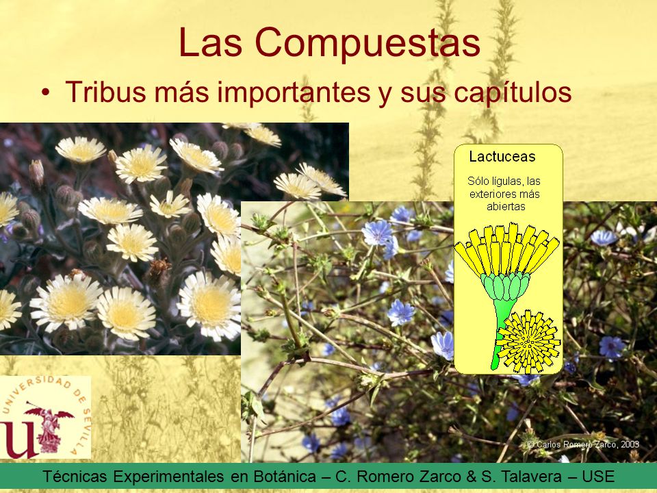 Las Compuestas Tribus más importantes y sus capítulos