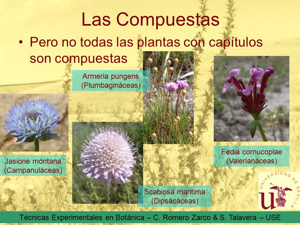 Las Compuestas Pero no todas las plantas con capítulos son compuestas