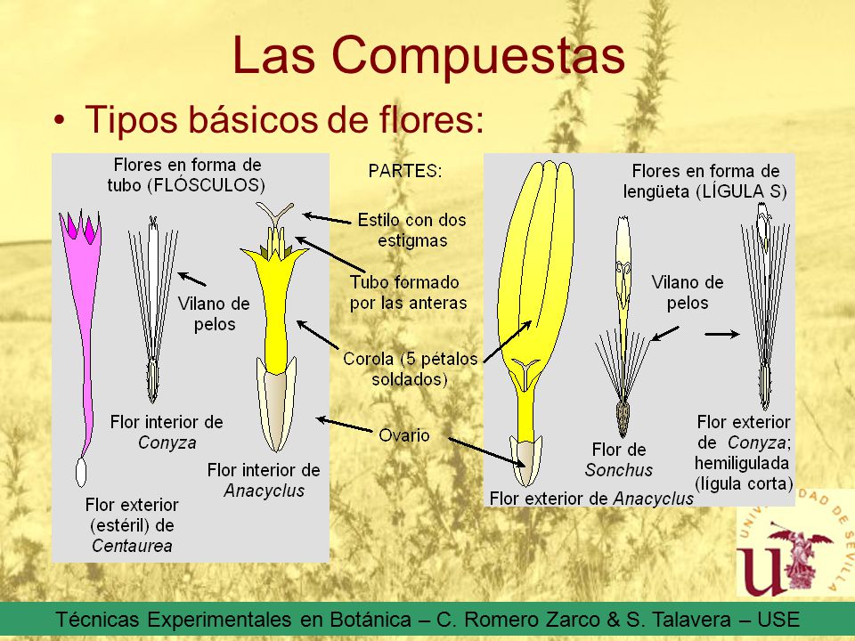 Las Compuestas Tipos básicos de flores:
