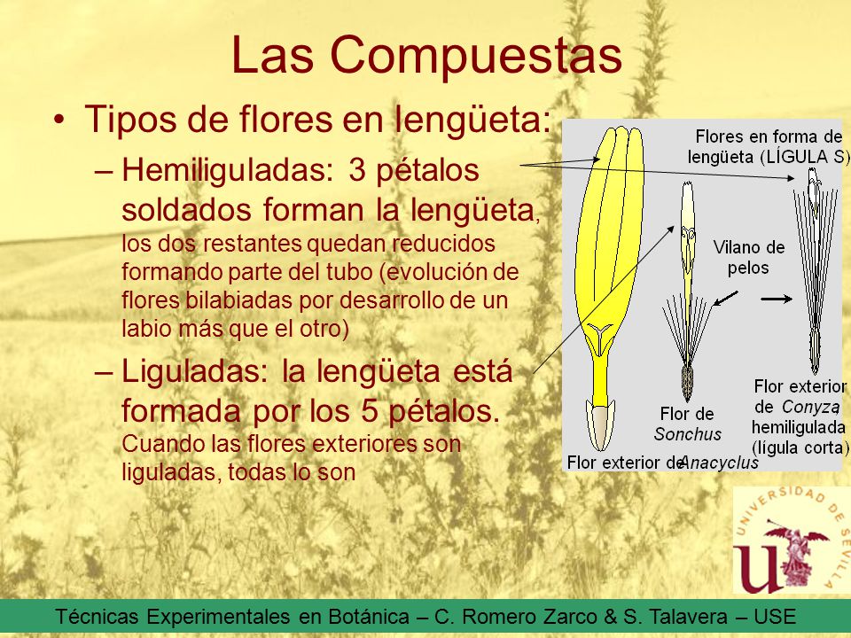 Las Compuestas Tipos de flores en lengüeta: