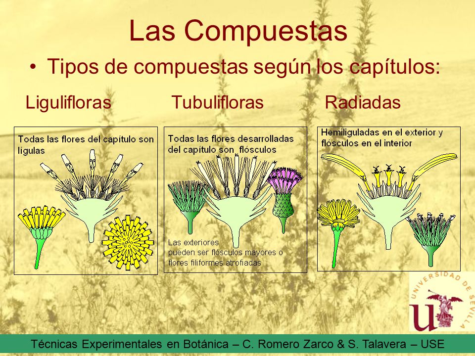 Las Compuestas Tipos de compuestas según los capítulos: Ligulifloras