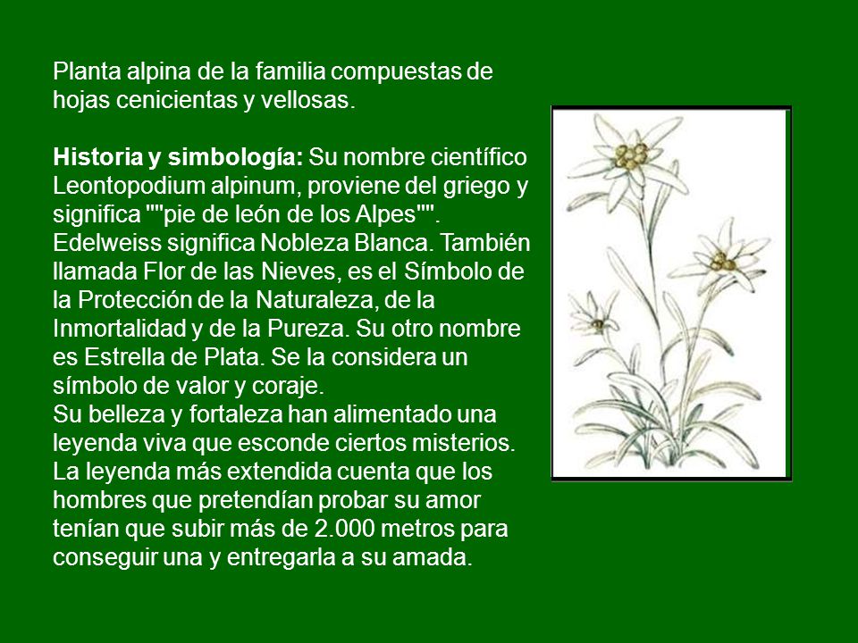 Planta alpina de la familia compuestas de hojas cenicientas y vellosas.