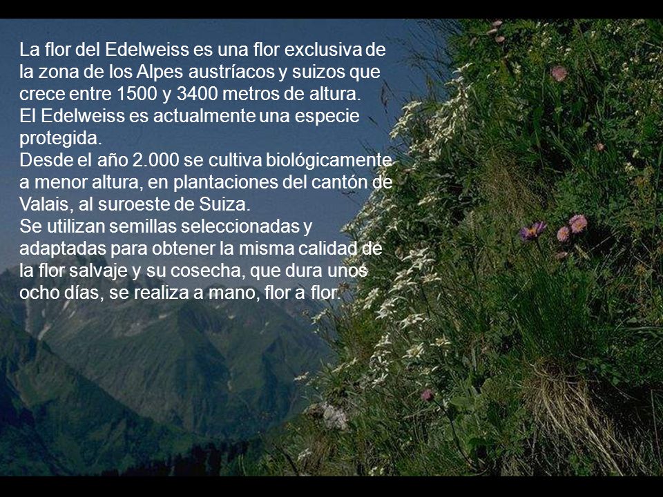 La flor del Edelweiss es una flor exclusiva de la zona de los Alpes austríacos y suizos que crece entre 1500 y 3400 metros de altura.
