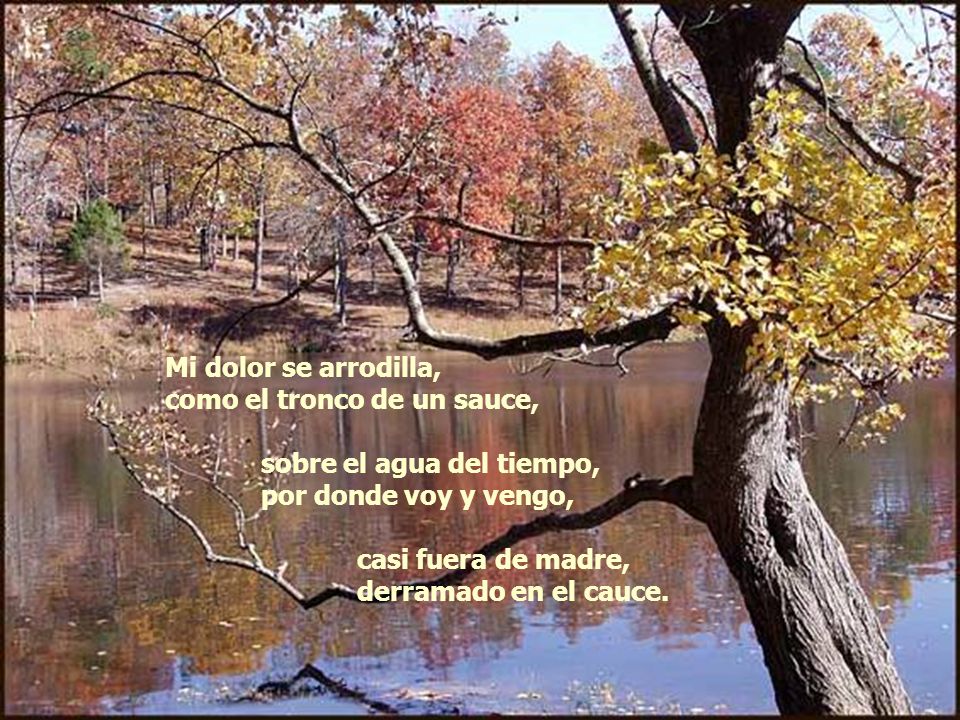 Mi dolor se arrodilla, como el tronco de un sauce, sobre el agua del tiempo, por donde voy y vengo,