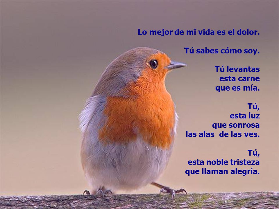 Lo mejor de mi vida es el dolor.