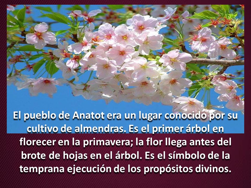 El pueblo de Anatot era un lugar conocido por su cultivo de almendras