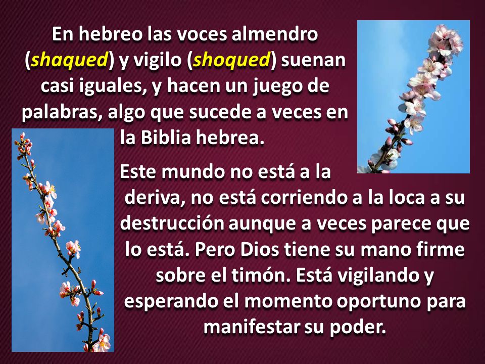 En hebreo las voces almendro (shaqued) y vigilo (shoqued) suenan casi iguales, y hacen un juego de palabras, algo que sucede a veces en
