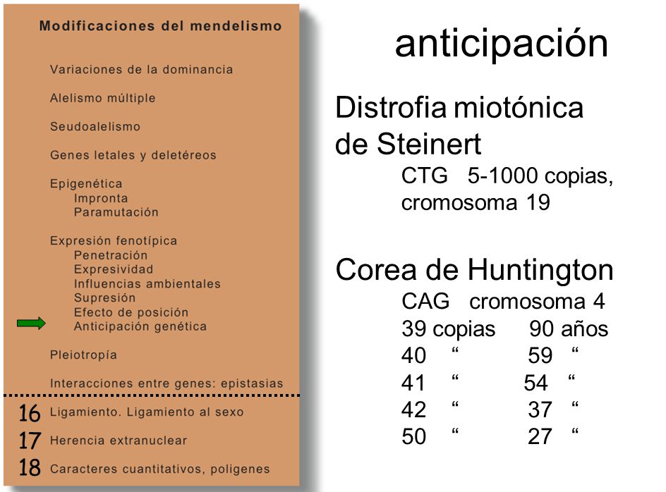 anticipación Distrofia miotónica de Steinert Corea de Huntington