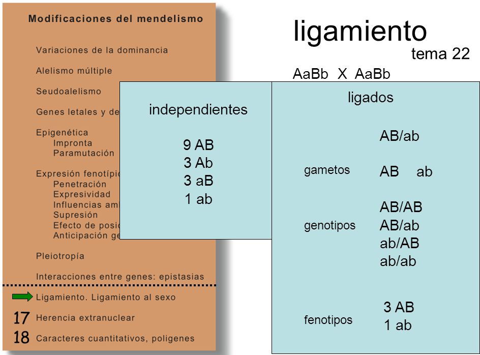 ligamiento tema AaBb X AaBb independientes 9 AB 3 Ab 3 aB