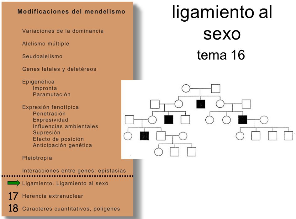 17 18 ligamiento al sexo tema 16 tema 15 (10 páginas)