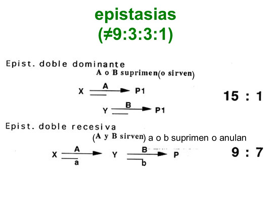 epistasias (≠9:3:3:1) ) a o b suprimen o anulan ( )