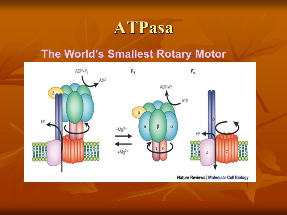 ATPasa The World s Smallest Rotary Motor