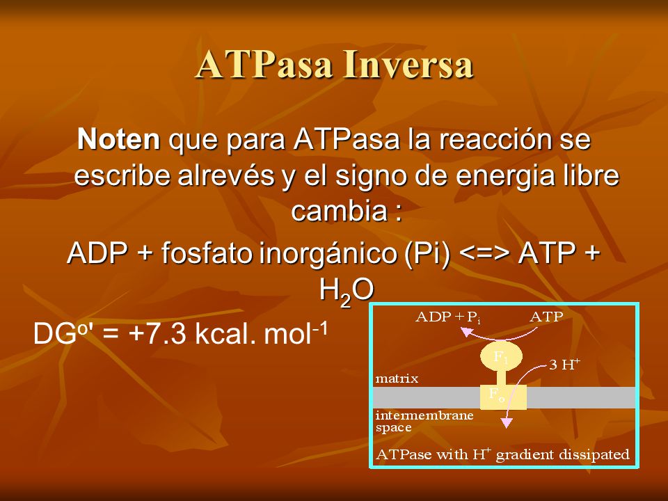 ADP + fosfato inorgánico (Pi) <=> ATP + H2O