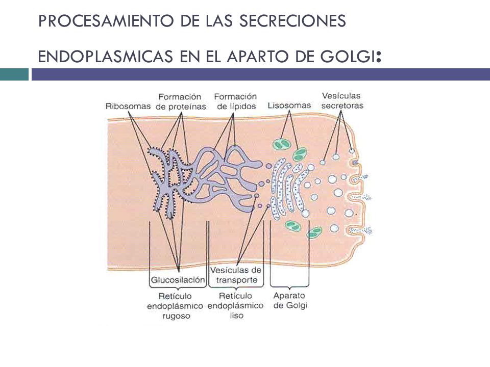 PROCESAMIENTO DE LAS SECRECIONES ENDOPLASMICAS EN EL APARTO DE GOLGI: