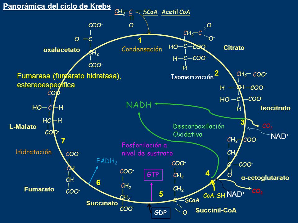 NADH Panorámica del ciclo de Krebs 1 2 3