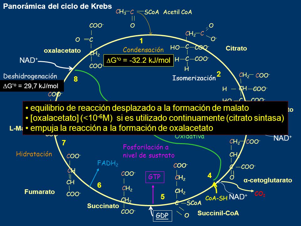 equilibrio de reacción desplazado a la formación de malato