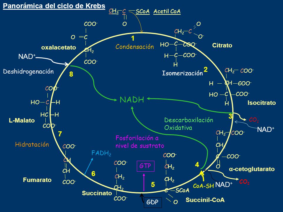 NADH Panorámica del ciclo de Krebs NAD+ 8 NAD NAD+