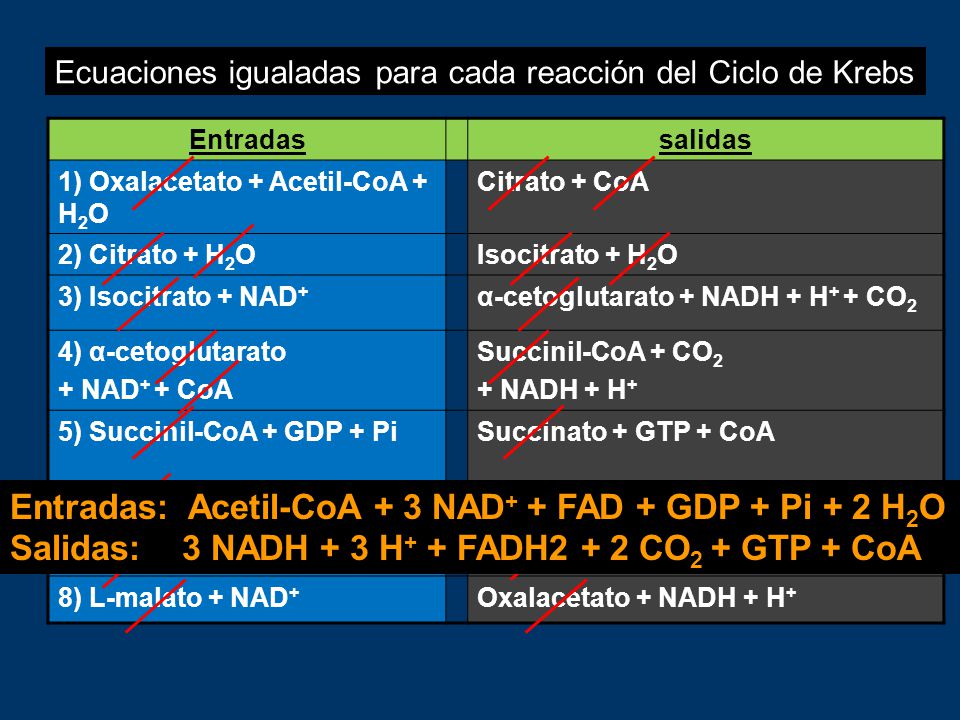 Entradas: Acetil-CoA + 3 NAD+ + FAD + GDP + Pi + 2 H2O