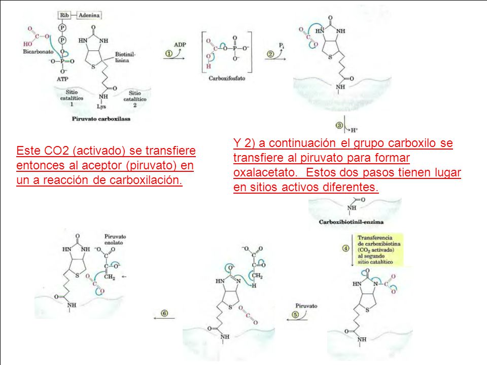 Y 2) a continuación el grupo carboxilo se transfiere al piruvato para formar oxalacetato. Estos dos pasos tienen lugar en sitios activos diferentes.