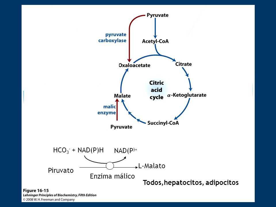 Enzima málico Piruvato HCO3- + NAD(P)H NAD(P)+ L-Malato Todos,hepatocitos, adipocitos