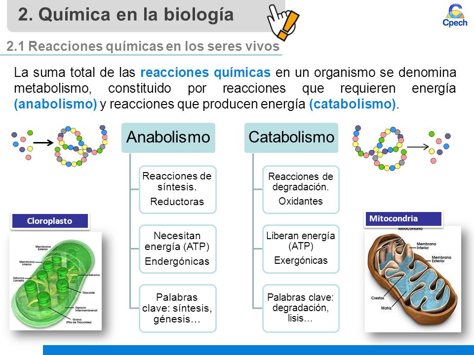 2. Química en la biología 2.1 Reacciones químicas en los seres vivos