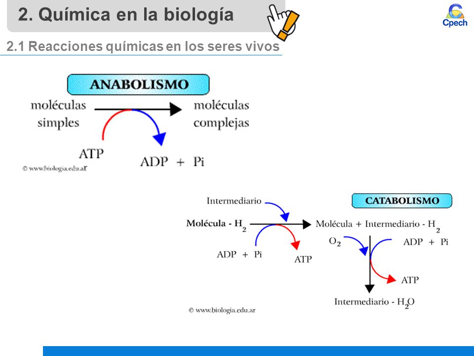 2. Química en la biología 2.1 Reacciones químicas en los seres vivos