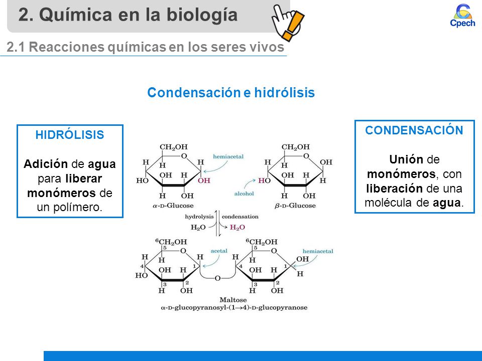 2. Química en la biología 2.1 Reacciones químicas en los seres vivos
