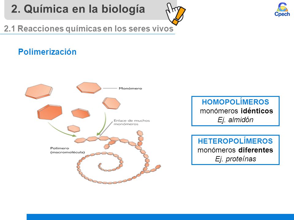 2. Química en la biología 2.1 Reacciones químicas en los seres vivos