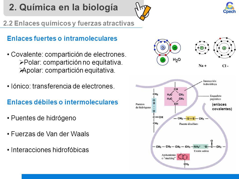 2. Química en la biología 2.2 Enlaces químicos y fuerzas atractivas