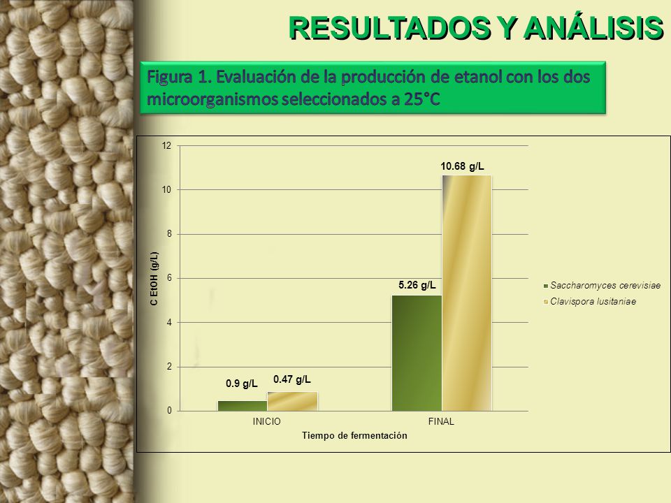RESULTADOS Y ANÁLISIS Figura 1. Evaluación de la producción de etanol con los dos microorganismos seleccionados a 25°C.