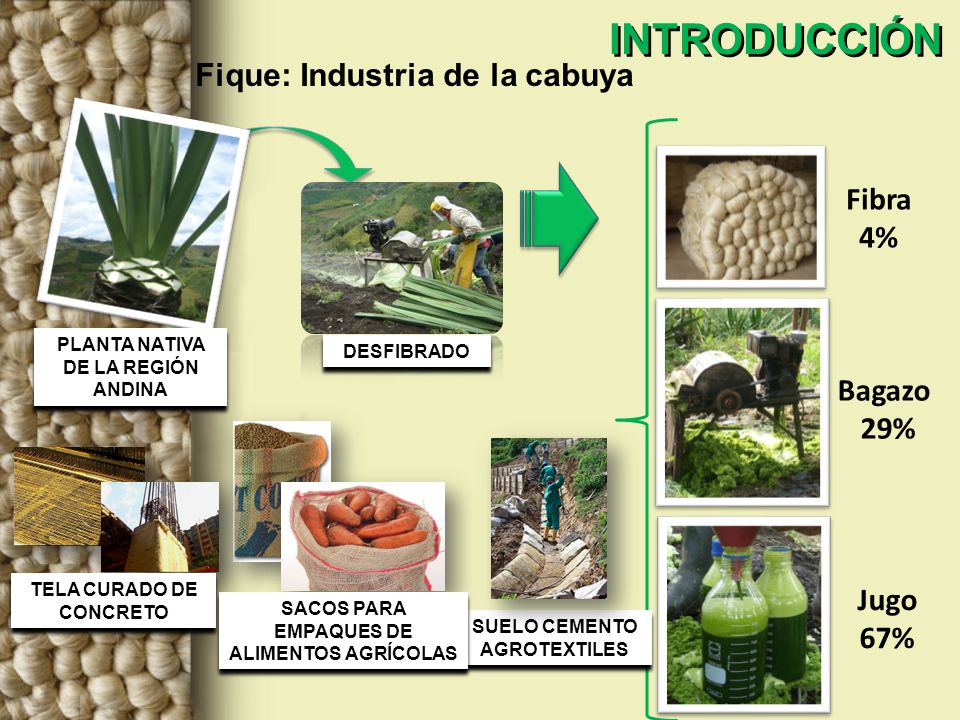 Fique: Industria de la cabuya PLANTA NATIVA DE LA REGIÓN ANDINA