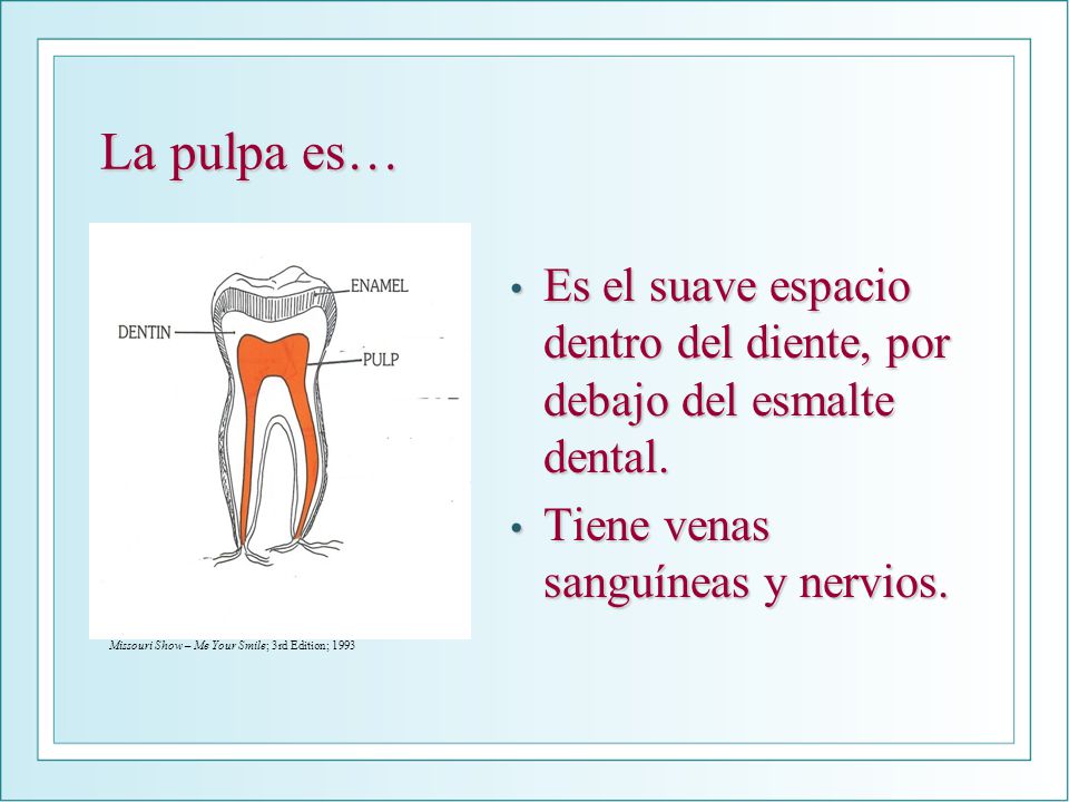 La pulpa es… Es el suave espacio dentro del diente, por debajo del esmalte dental. Tiene venas sanguíneas y nervios.
