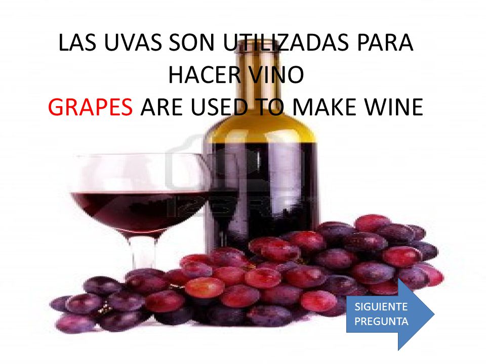 LAS UVAS SON UTILIZADAS PARA HACER VINO GRAPES ARE USED TO MAKE WINE