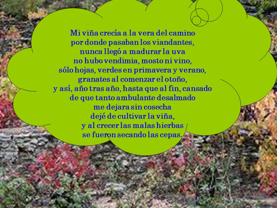 Mi viña crecía a la vera del camino por donde pasaban los viandantes,