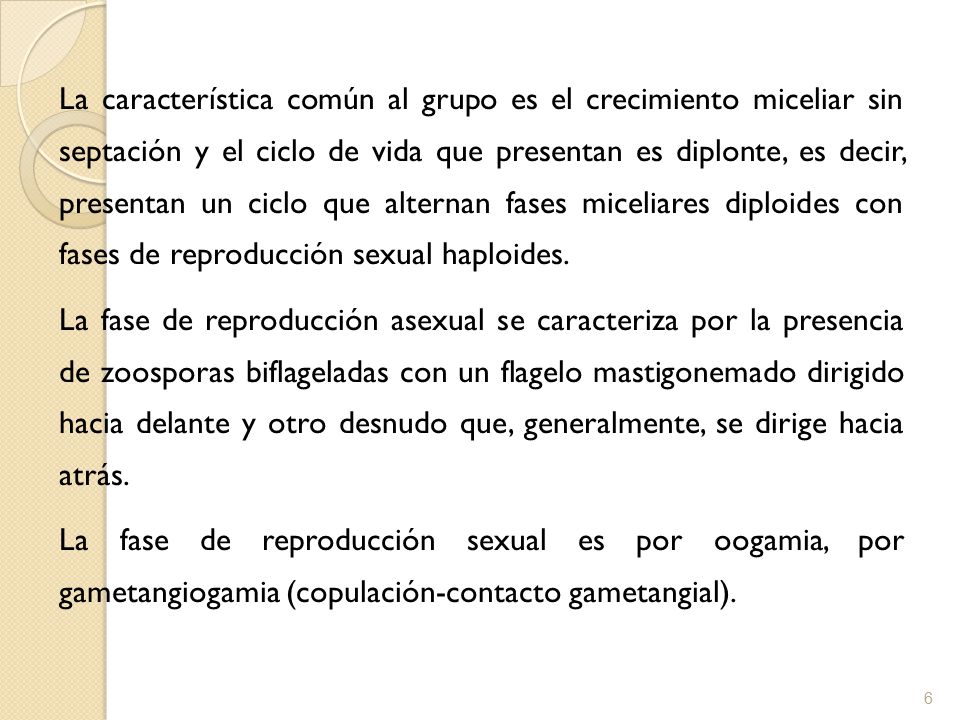 La característica común al grupo es el crecimiento miceliar sin septación y el ciclo de vida que presentan es diplonte, es decir, presentan un ciclo que alternan fases miceliares diploides con fases de reproducción sexual haploides.
