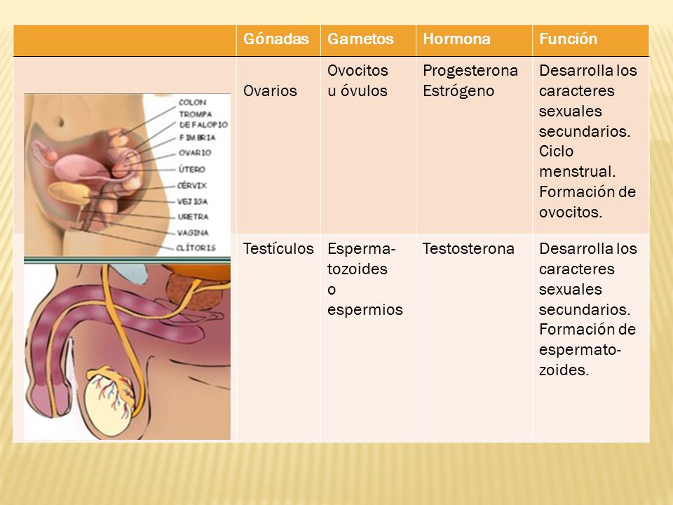 Gónadas Gametos. Hormona. Función. Ovarios. Ovocitos. u óvulos. Progesterona. Estrógeno. Desarrolla los caracteres sexuales secundarios.