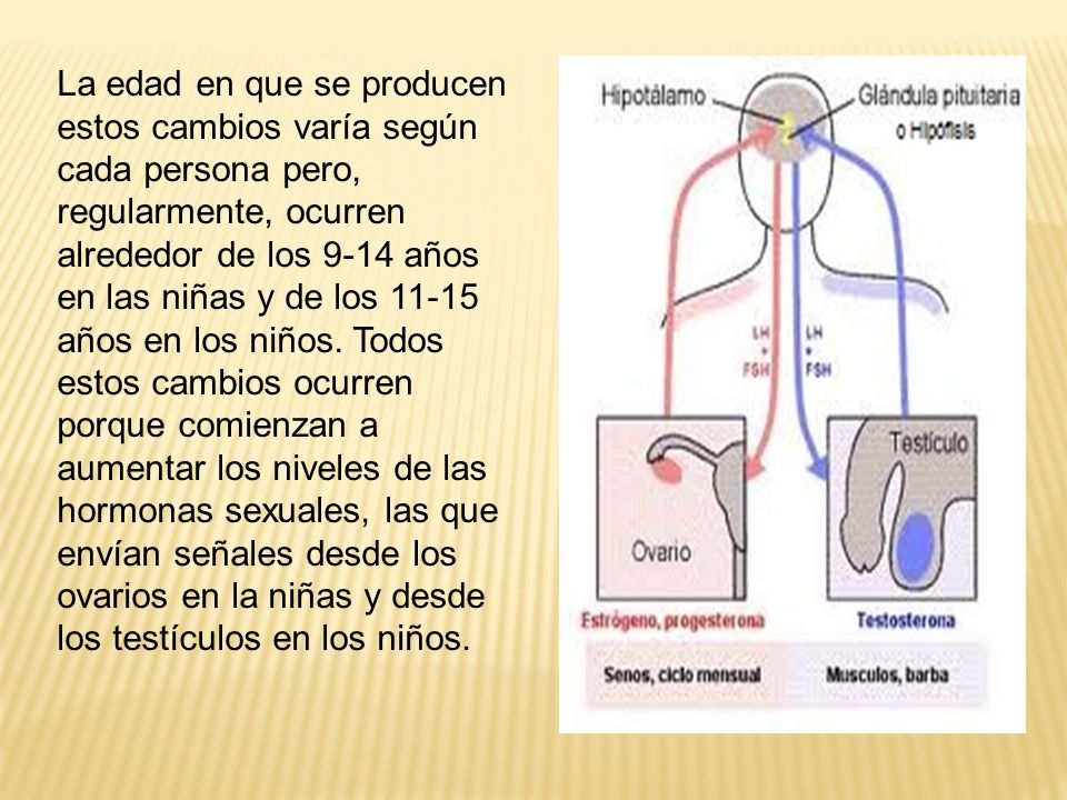 La edad en que se producen estos cambios varía según cada persona pero, regularmente, ocurren alrededor de los 9-14 años en las niñas y de los años en los niños.