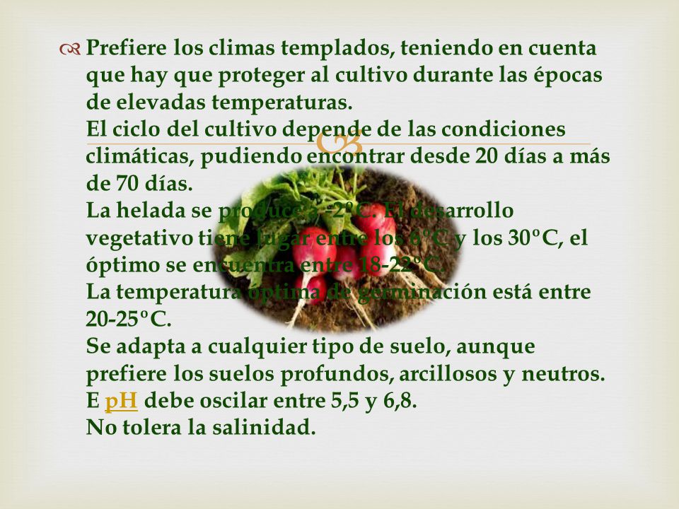 Prefiere los climas templados, teniendo en cuenta que hay que proteger al cultivo durante las épocas de elevadas temperaturas.